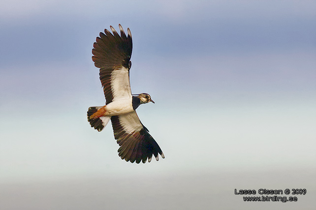 TOFSVIPA / LAPWING (Vanellus vanellus) - stor bild / full size