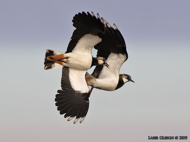 TOFSVIPA / LAPWING (Vanellus vanellus) - stor bild / full size