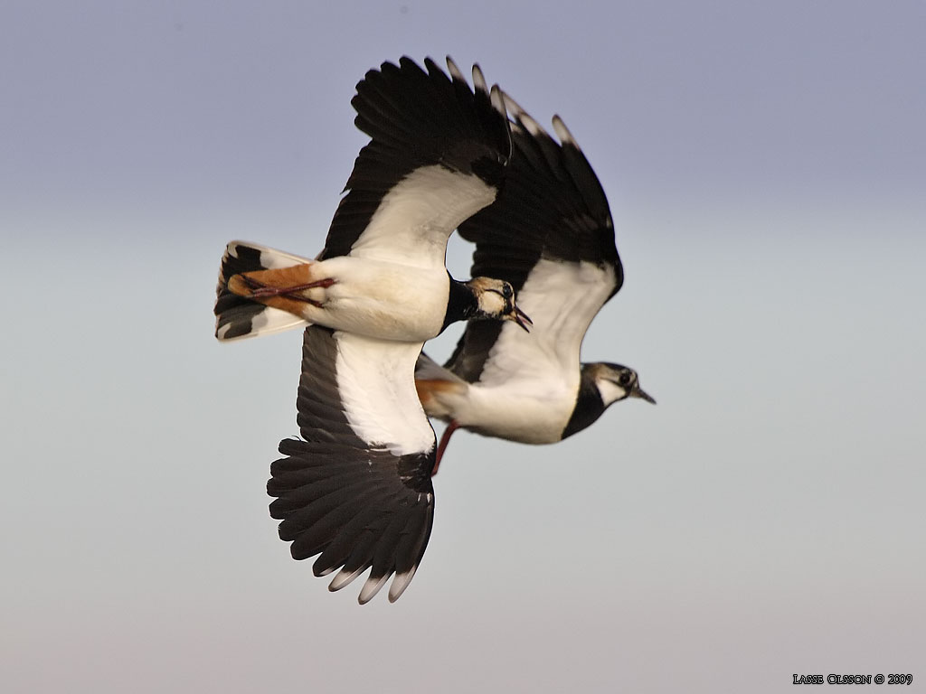 TOFSVIPA / LAPWING (Vanellus vanellus) - Stng / Close