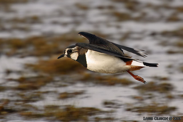 TOFSVIPA / LAPWING (Vanellus vanellus) - stor bild / full size