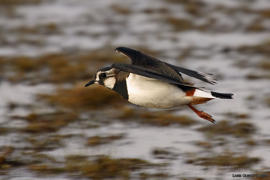 TOFSVIPA / LAPWING (Vanellus vanellus) - Stng / Close