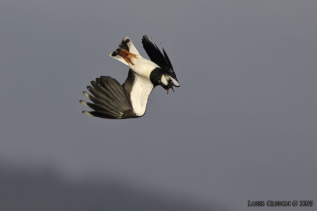 TOFSVIPA / LAPWING (Vanellus vanellus) - stor bild / full size