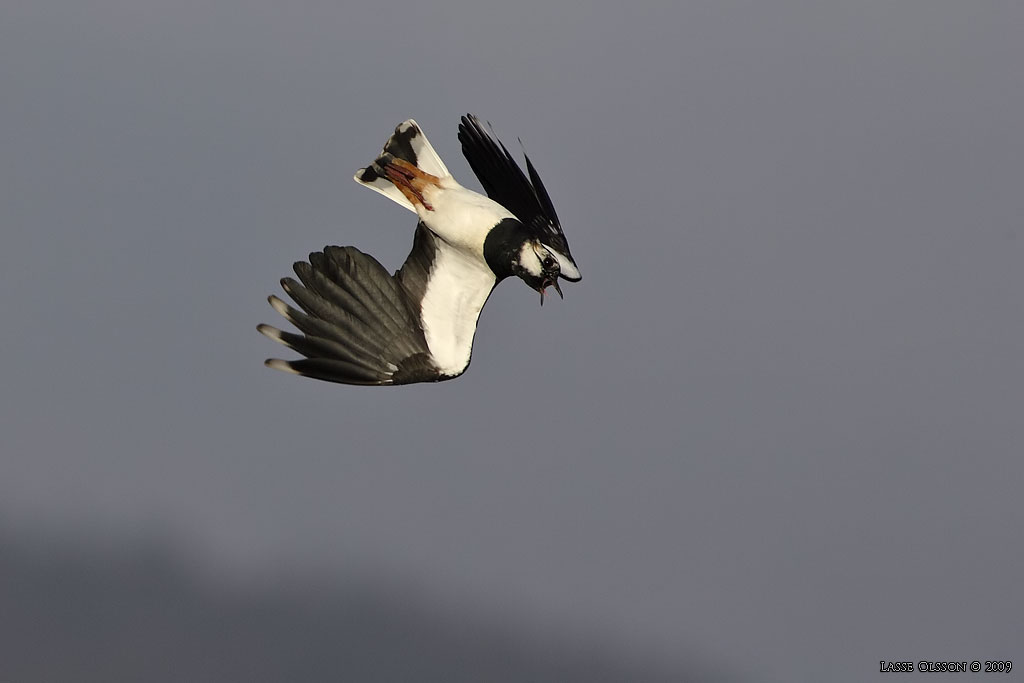 TOFSVIPA / LAPWING (Vanellus vanellus) - Stng / Close