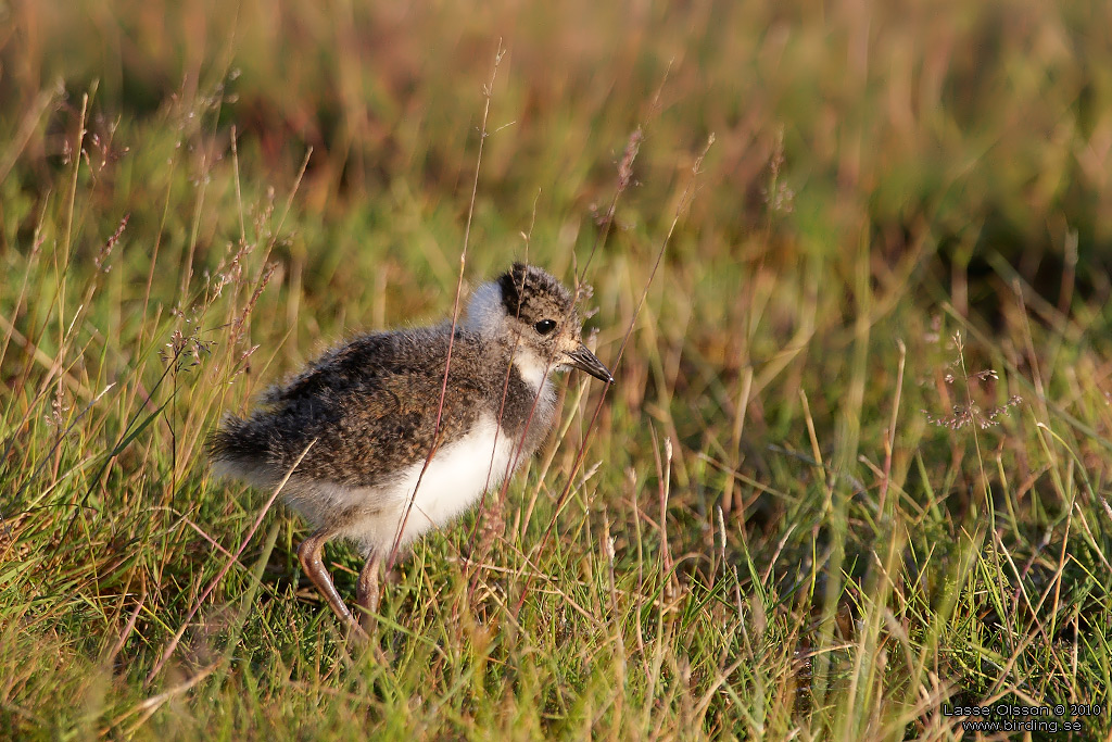 TOFSVIPA / LAPWING (Vanellus vanellus) - Stng / Close