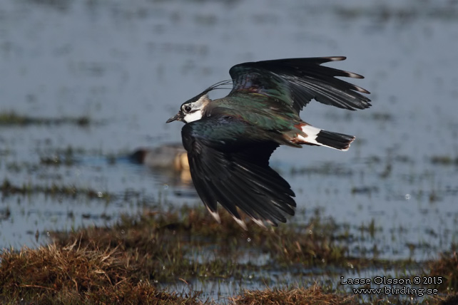 TOFSVIPA / LAPWING (Vanellus vanellus) - stor bild / full size