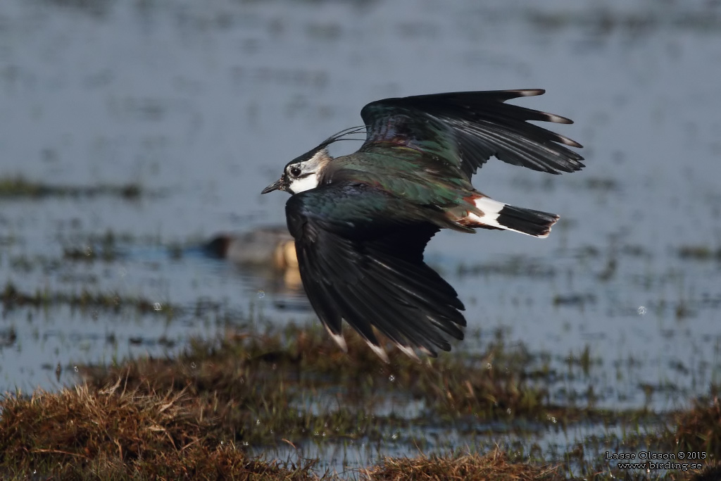 TOFSVIPA / LAPWING (Vanellus vanellus) - Stng / Close