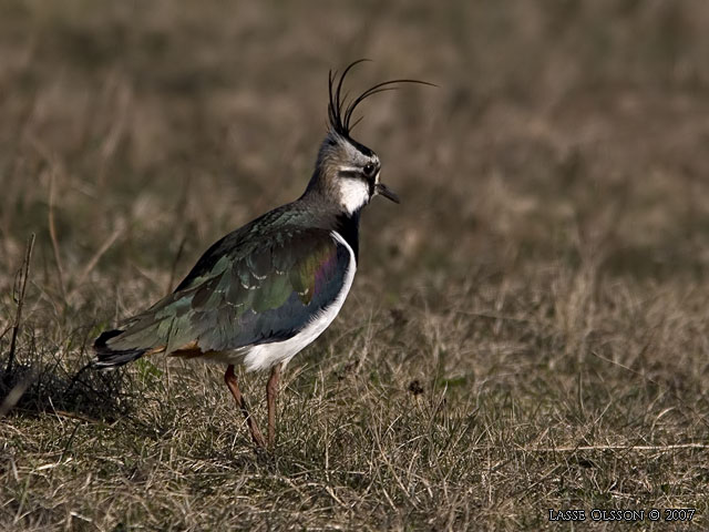 TOFSVIPA / LAPWING (Vanellus vanellus) - stor bild / full size