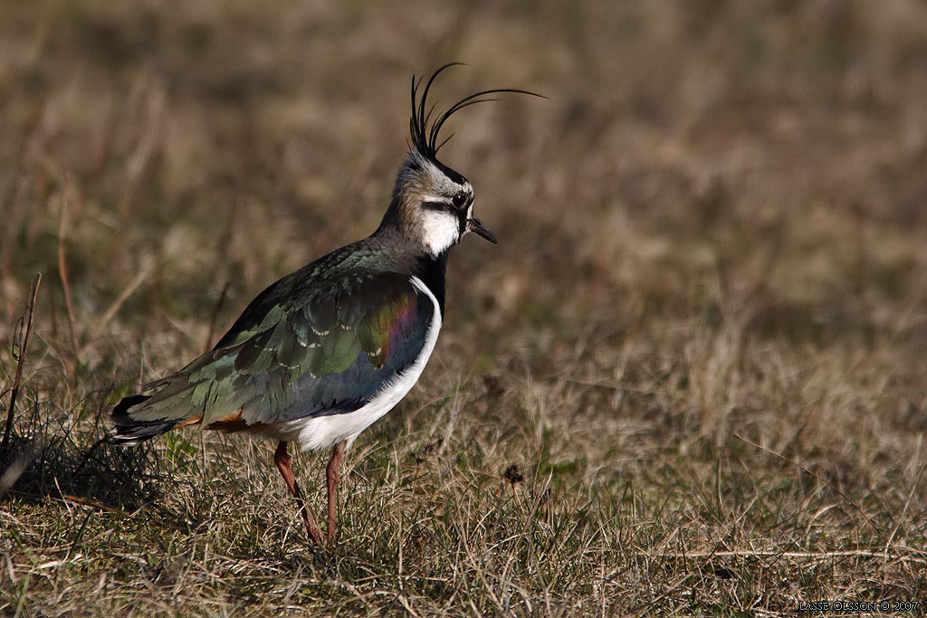 TOFSVIPA / LAPWING (Vanellus vanellus) - Stng / Close