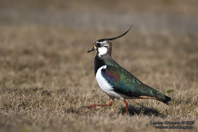 TOFSVIPA / LAPWING (Vanellus vanellus) - stor bild / full size