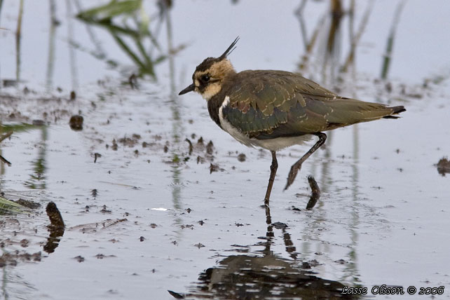 TOFSVIPA / LAPWING (Vanellus vanellus)