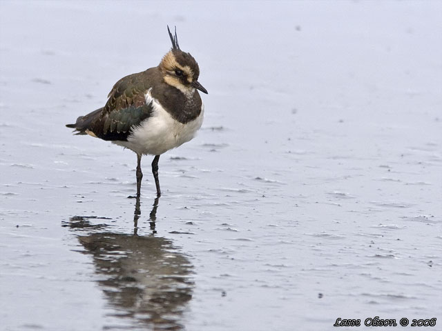 TOFSVIPA / LAPWING (Vanellus vanellus)