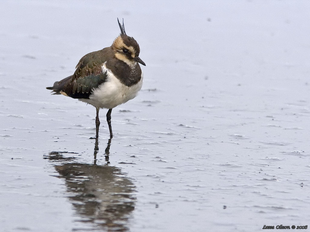 TOFSVIPA / LAPWING (Vanellus vanellus) - Stng / Close