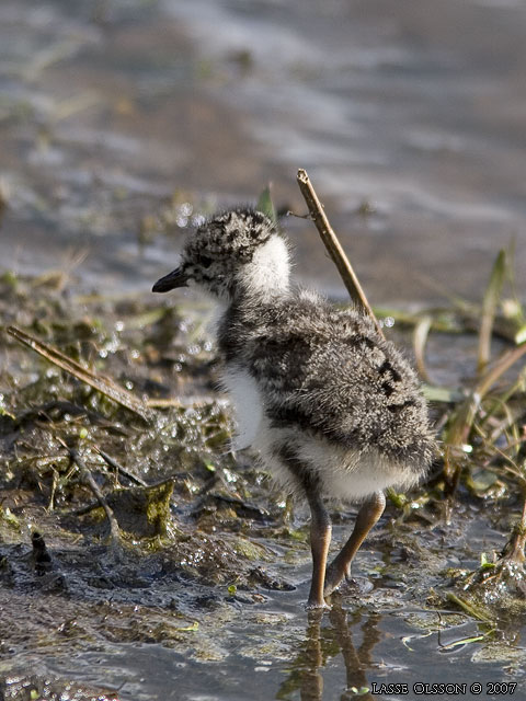 TOFSVIPA / LAPWING (Vanellus vanellus)