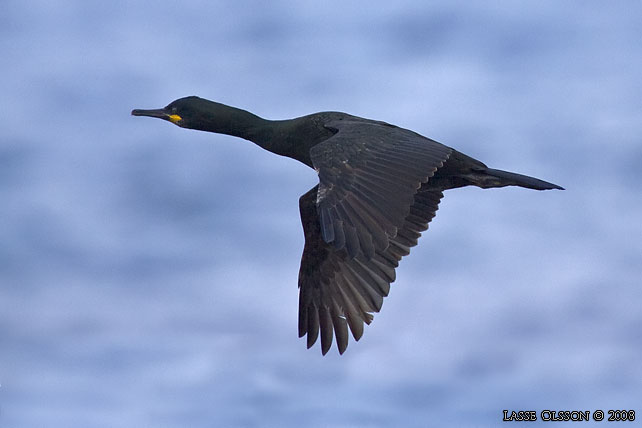 TOPPSKARV / EUROPEAN SHAG (Phalacrocorax aristotelis) - stor bild / full size