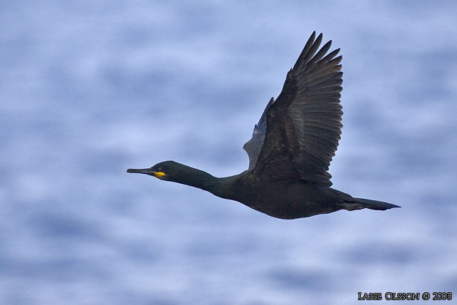 TOPPSKARV / EUROPEAN SHAG (Phalacrocorax aristotelis) - stor bild / full size