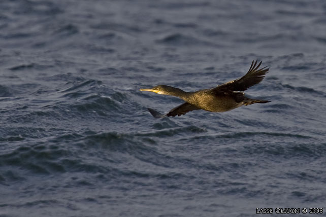 TOPPSKARV / EUROPEAN SHAG (Phalacrocorax aristotelis) - stor bild / full size