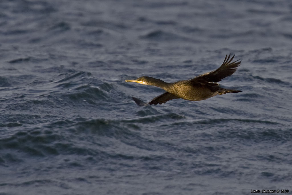 TOPPSKARV / EUROPEAN SHAG (Phalacrocorax aristotelis) - Stng / Close