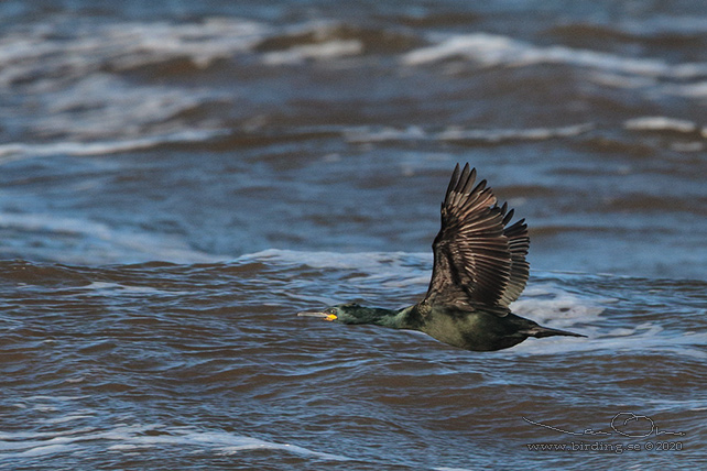 TOPPSKARV / EUROPEAN SHAG (Phalacrocorax aristotelis) - stor bild / full size