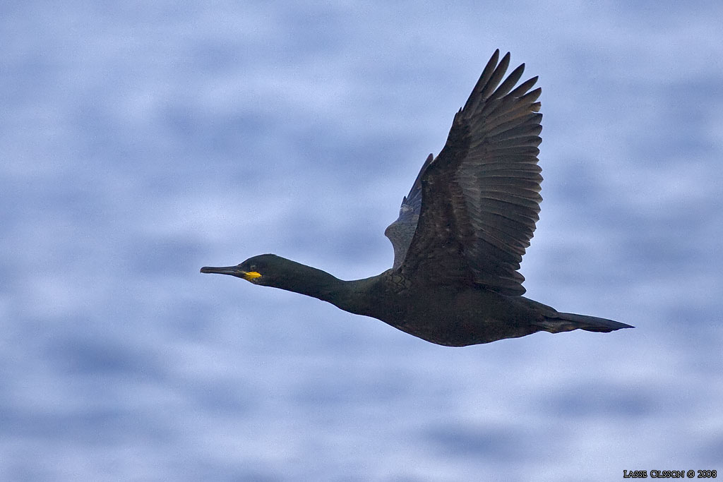 TOPPSKARV / EUROPEAN SHAG (Phalacrocorax aristotelis) - Stng / Close