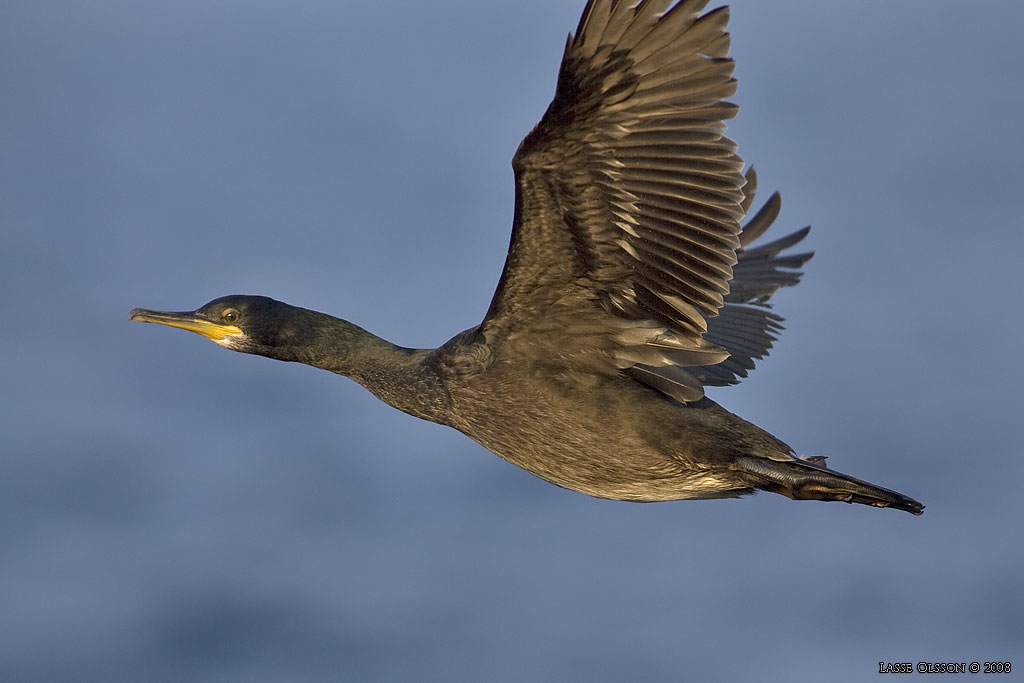 TOPPSKARV / EUROPEAN SHAG (Phalacrocorax aristotelis) - Stng / Close