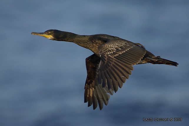 TOPPSKARV / EUROPEAN SHAG (Phalacrocorax aristotelis) - stor bild / full size