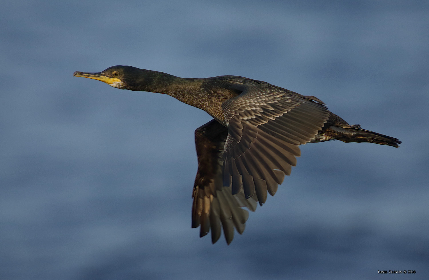 TOPPSKARV / EUROPEAN SHAG (Phalacrocorax aristotelis) - Stng / Close