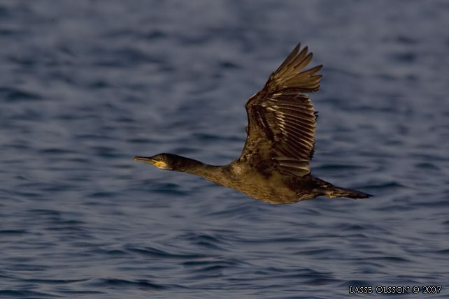 TOPPSKARV / EUROPEAN SHAG (Phalacrocorax aristotelis) - stor bild / full size