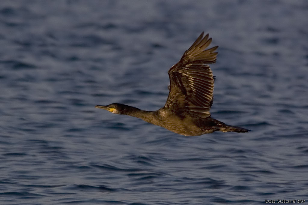 TOPPSKARV / EUROPEAN SHAG (Phalacrocorax aristotelis) - Stng / Close