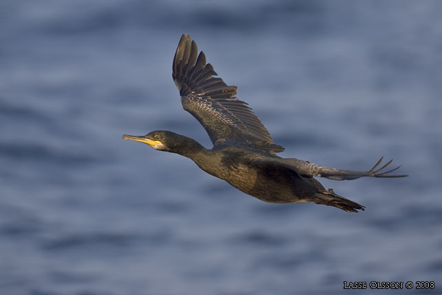 TOPPSKARV / EUROPEAN SHAG (Phalacrocorax aristotelis) - stor bild / full size