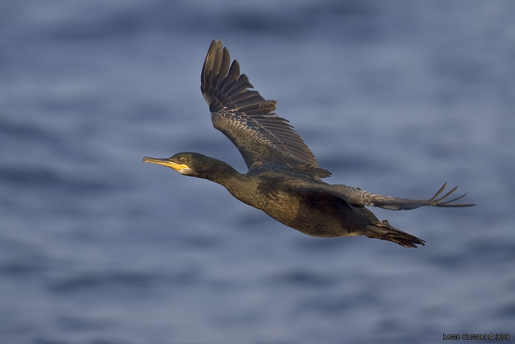 TOPPSKARV / EUROPEAN SHAG (Phalacrocorax aristotelis) - Stng / Close