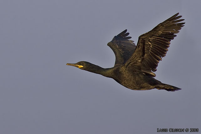 TOPPSKARV / EUROPEAN SHAG (Phalacrocorax aristotelis) - stor bild / full size