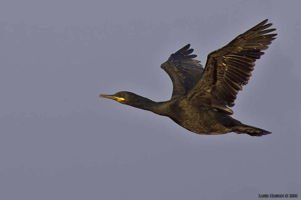 TOPPSKARV / EUROPEAN SHAG (Phalacrocorax aristotelis) - Stng / Close