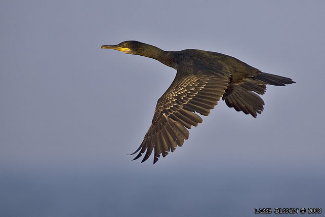 TOPPSKARV / EUROPEAN SHAG (Phalacrocorax aristotelis) - stor bild / full size