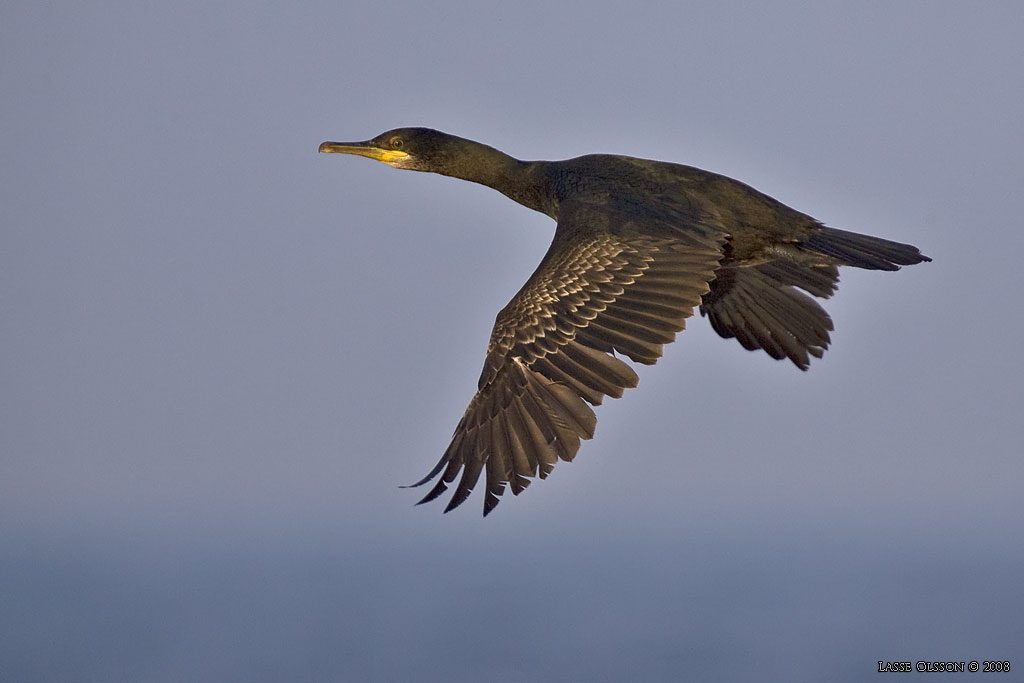 TOPPSKARV / EUROPEAN SHAG (Phalacrocorax aristotelis) - Stng / Close