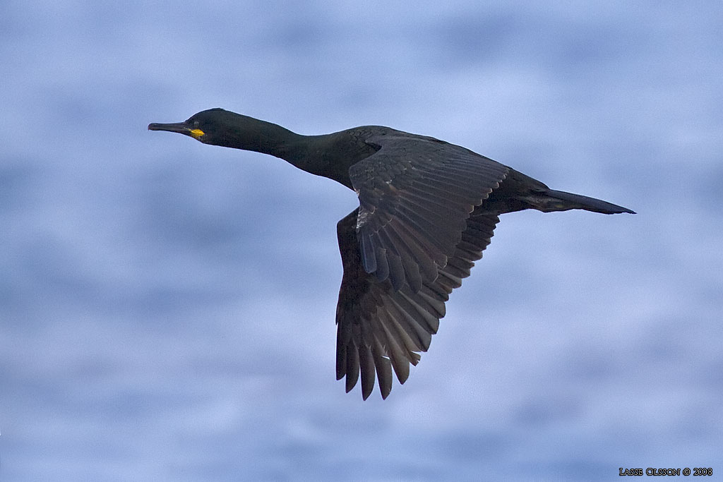 TOPPSKARV / EUROPEAN SHAG (Phalacrocorax aristotelis) - Stng / Close