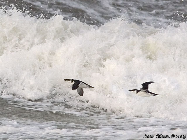 TORDMULE / RAZORBILL (Alca torda)