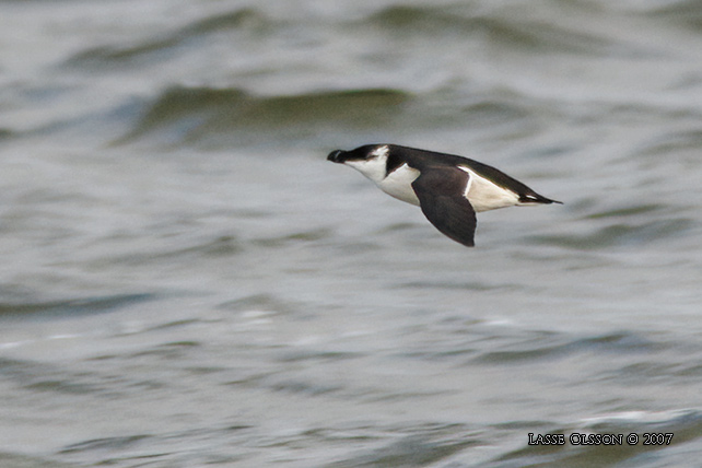 TORDMULE / RAZORBILL (Alca torda)