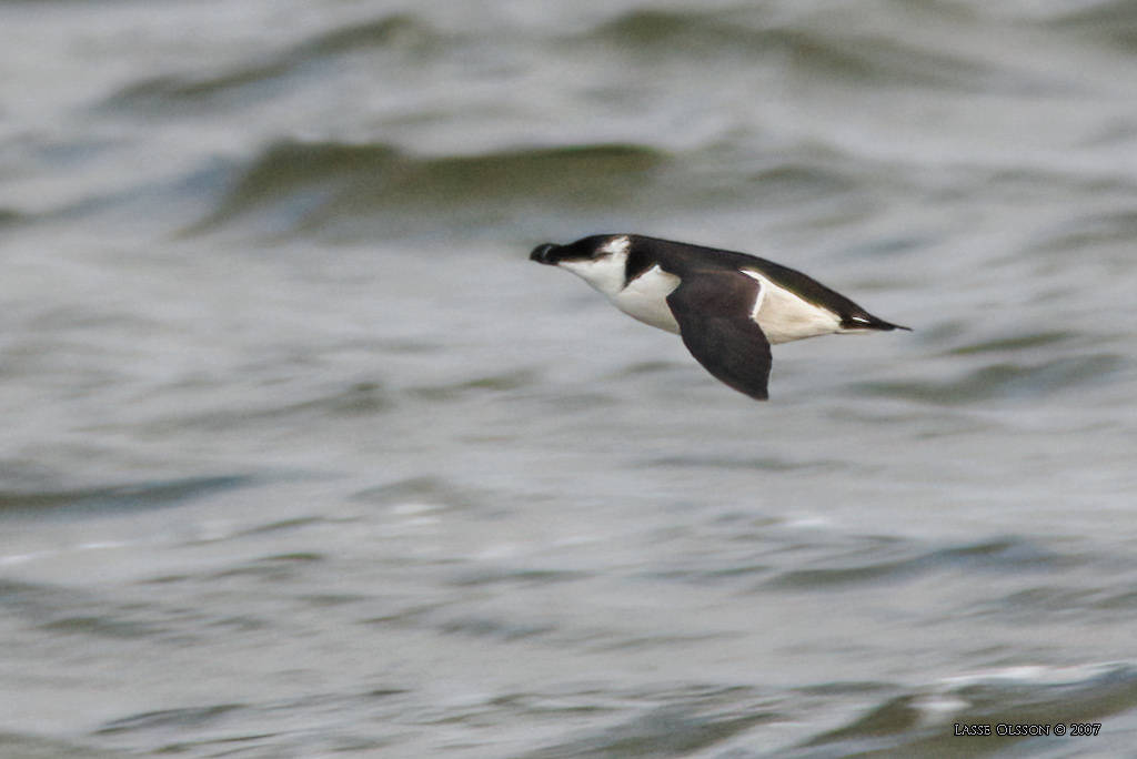 TORDMULE / RAZORBILL (Alca torda) - Stäng / Close