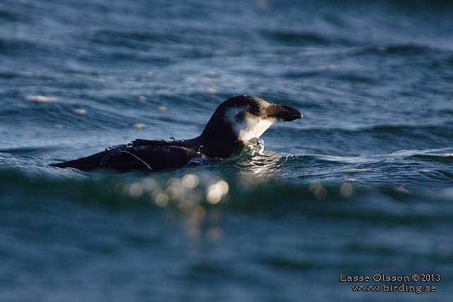 TORDMULE / RAZORBILL (Alca torda) - STOR BILD / FULL SIZE