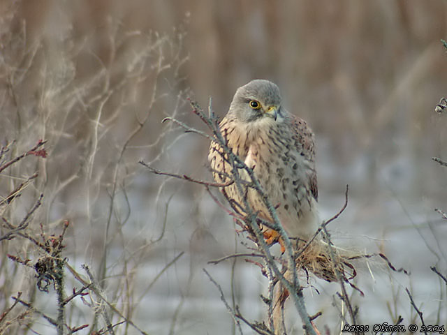 TORNFALK / COMMON KESTREL (Falco tinnunculus)