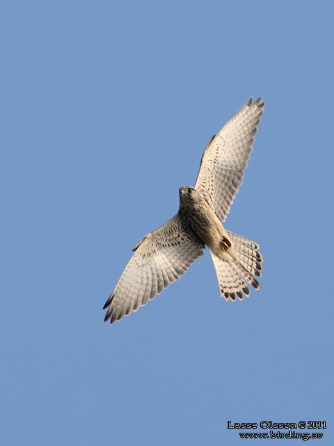 TORNFALK / COMMON KESTREL (Falco tinnunculus) - stor bild / full size