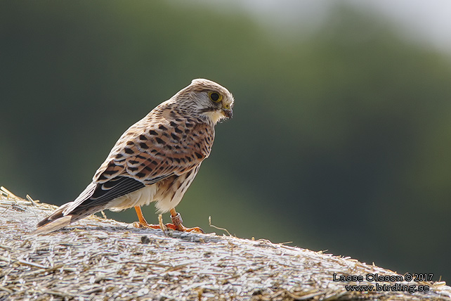 TORNFALK / COMMON KESTREL (Falco tinnunculus) - stor bild / full size