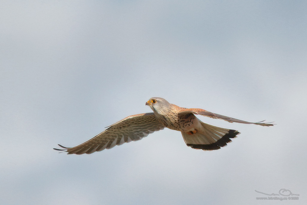 TORNFALK / COMMON KESTREL (Falco tinnunculus) - Stng / Close