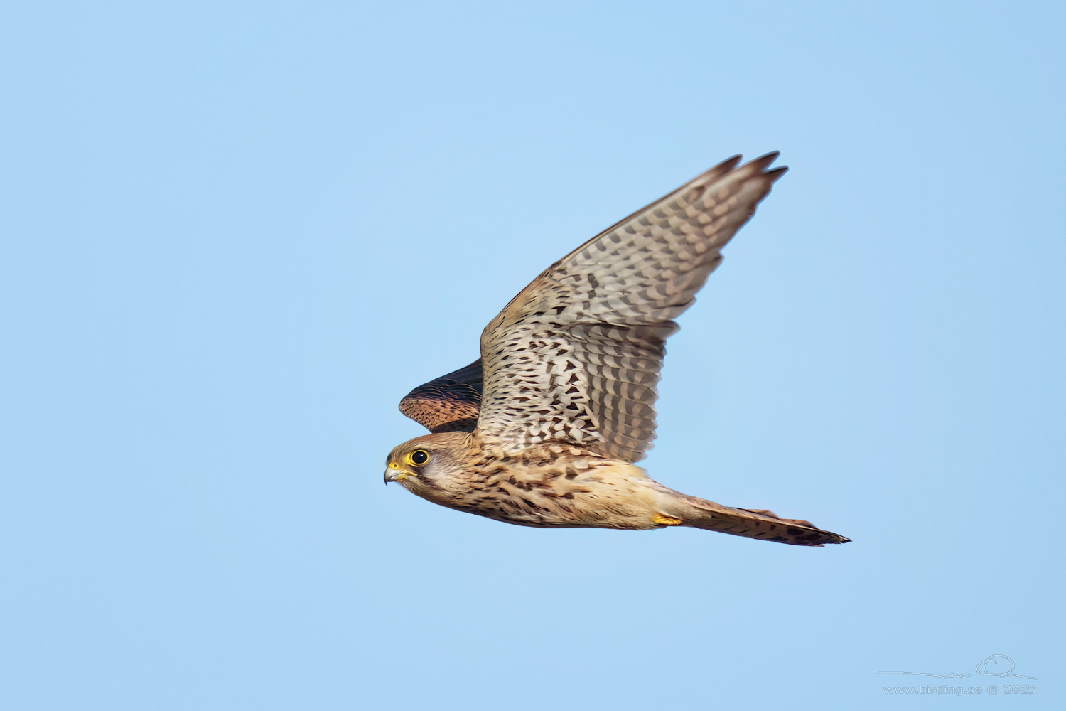 TORNFALK / COMMON KESTREL (Falco tinnunculus) - Stng / Close