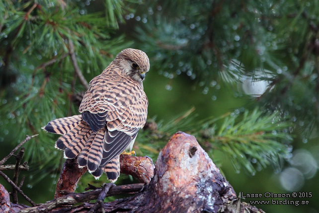 TORNFALK / COMMON KESTREL (Falco tinnunculus) - stor bild / full size