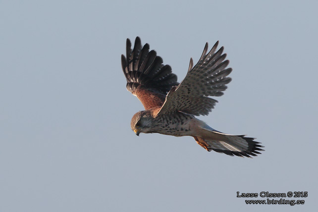 TORNFALK / COMMON KESTREL (Falco tinnunculus) - stor bild / full size