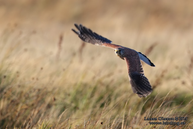 TORNFALK / COMMON KESTREL (Falco tinnunculus) - stor bild / full size