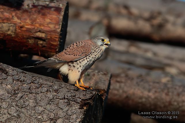 TORNFALK / COMMON KESTREL (Falco tinnunculus) - stor bild / full size