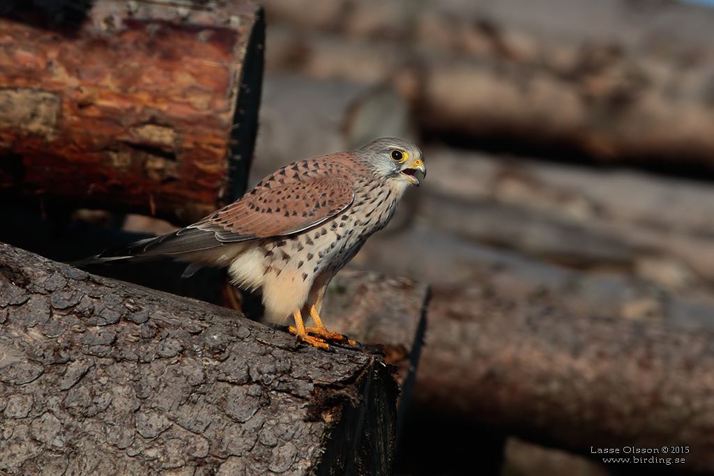 TORNFALK / COMMON KESTREL (Falco tinnunculus) - Stng / Close