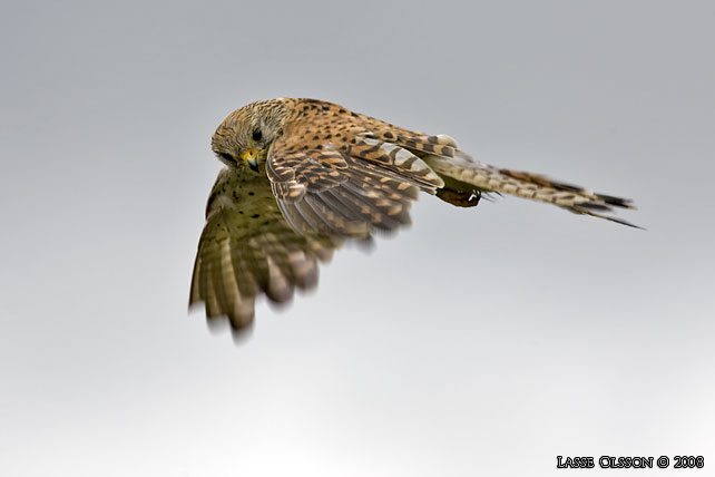 TORNFALK / COMMON KESTREL (Falco tinnunculus) - stor bild / full size